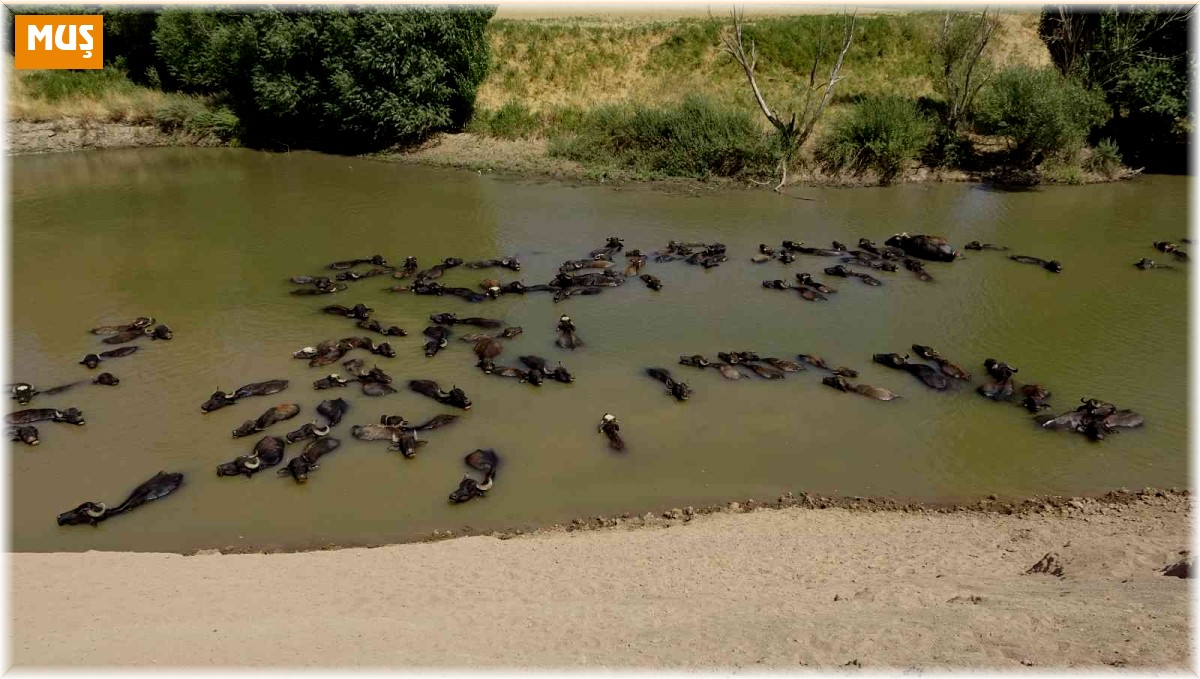 Muş'ta Afrika'yı aratmayan görüntüler
