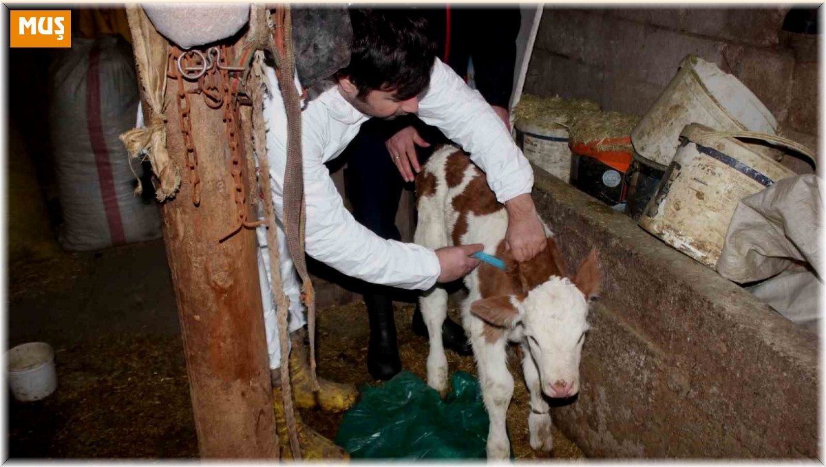 Muş'ta aşılama ile buzağı ölümlerinin azaltılması hedefleniyor