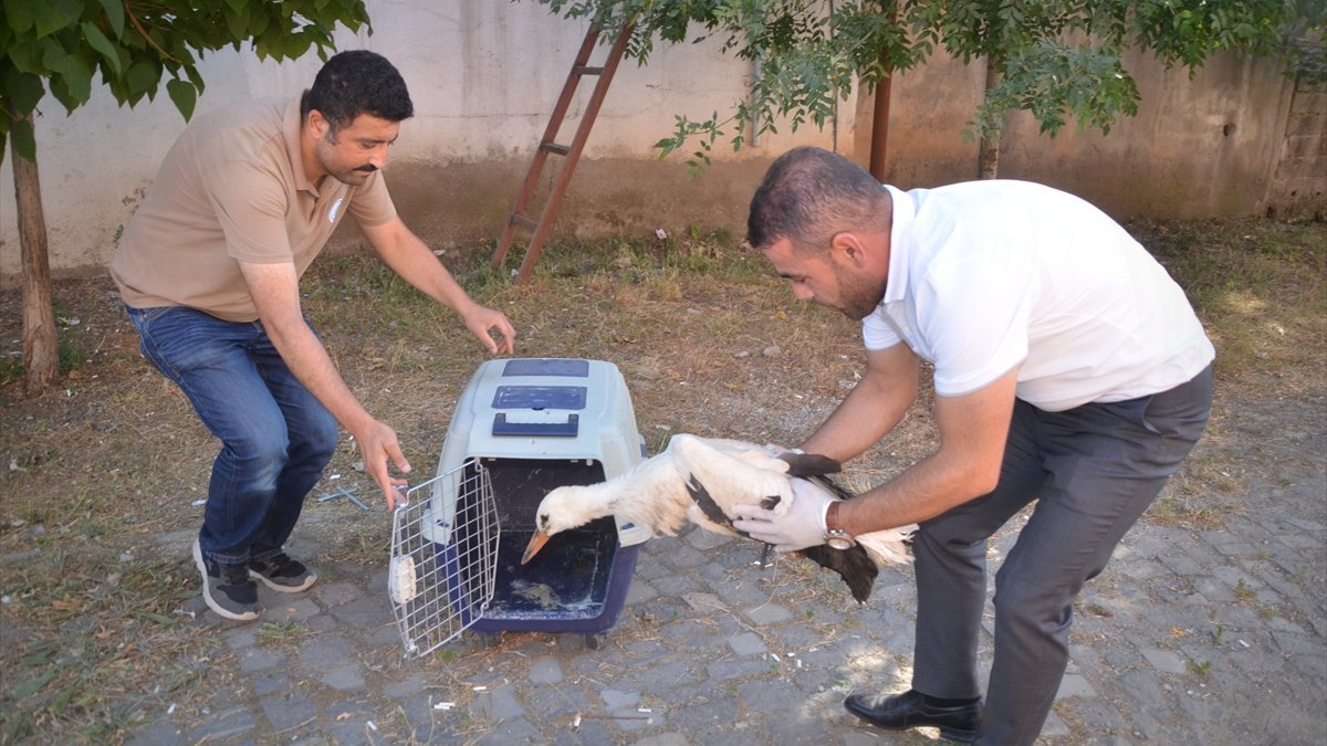 Muş'ta ayağı kırılan leylek yavrusu koruma altına alındı