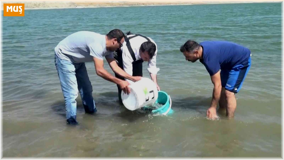 Muş'ta baraj, göl ve göletlere 1 milyon 459 bin yavru balık bırakıldı