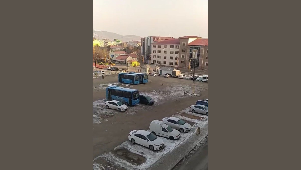 Muş'ta başıboş köpeklerden kaçan öğrenci yere kapaklandı