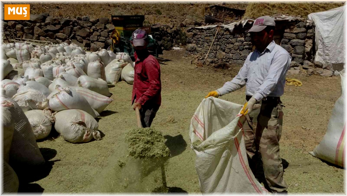 Muş'ta besiciler 5 aylık zorlu kış mesaisi için hazırlıklara başladı
