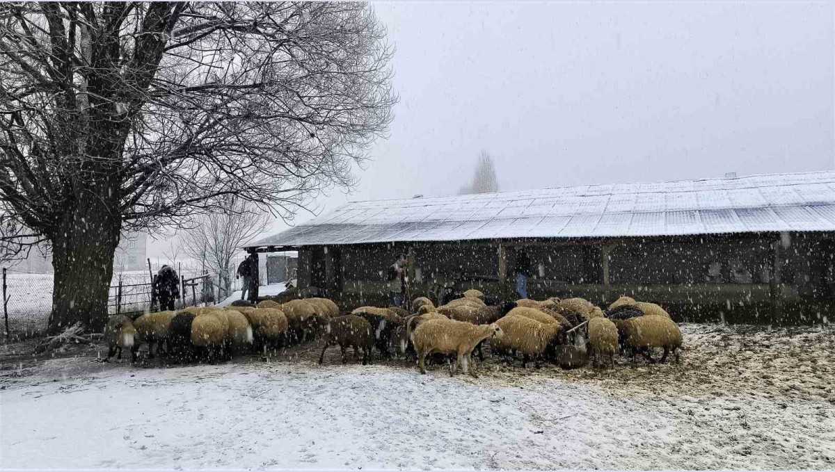 Muş'ta besiciler kar yağışı altında zorlu mücadele veriyor