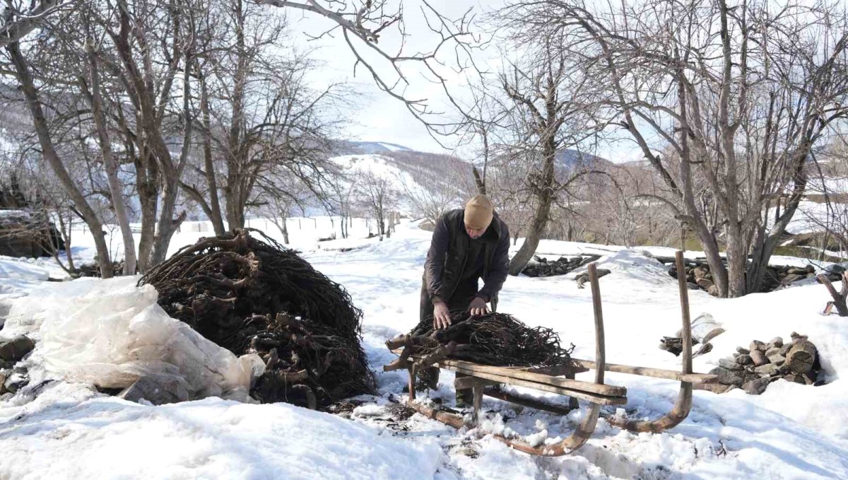 Muş'ta besicilerin asırlık geven otu geleneği sürüyor