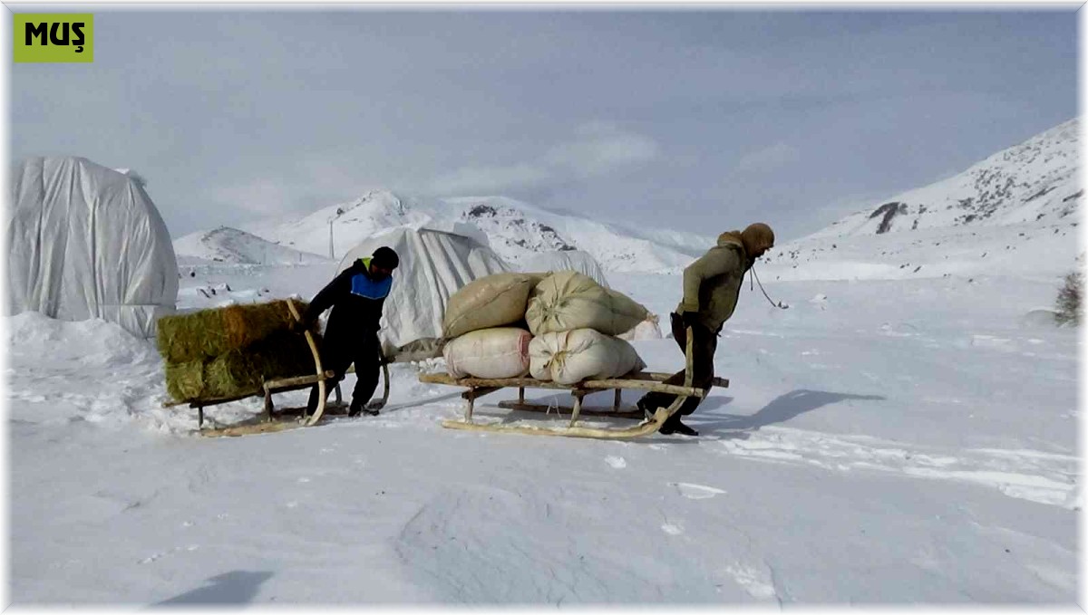 Muş'ta besicilerin çetin kış mevsiminde kızaklarla zorlu mesaisi
