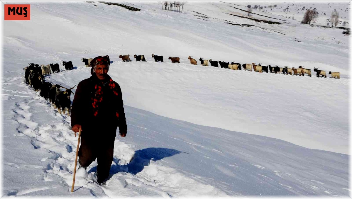 Muş'ta besicilerin hayvanlarıyla kar üzerindeki 6 kilometrelik zorlu yolculuğu