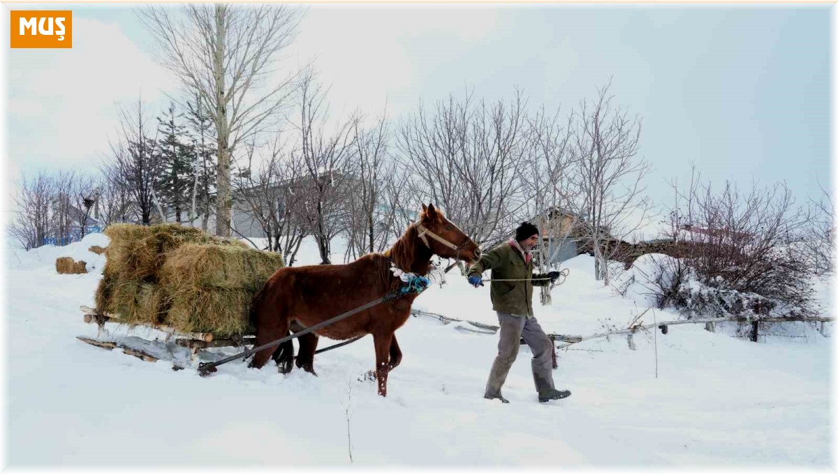 Muş'ta besicilerin imdadına atlı kızaklar yetişti