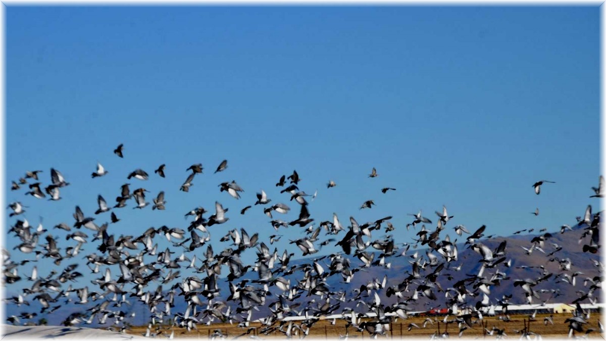 Muş'ta binlerce kuş hasadı yapılan tahıl yığınlarını mesken tuttu