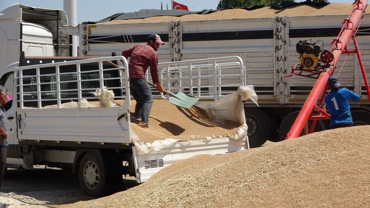 Muş'ta buğday satışları başladı