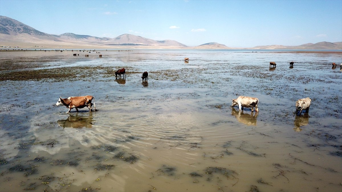 Muş'ta büyükbaş hayvanlar Kazan Gölü'ndeki taze otlarla besleniyor