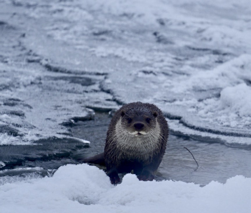 Muş'ta buz tutan Karasu Nehri'nde su samuru görüntülendi