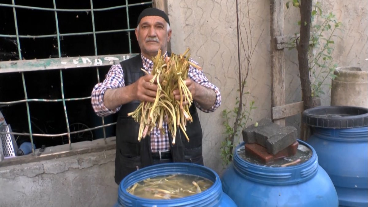 Muş'ta cağ bitkisine ilgi