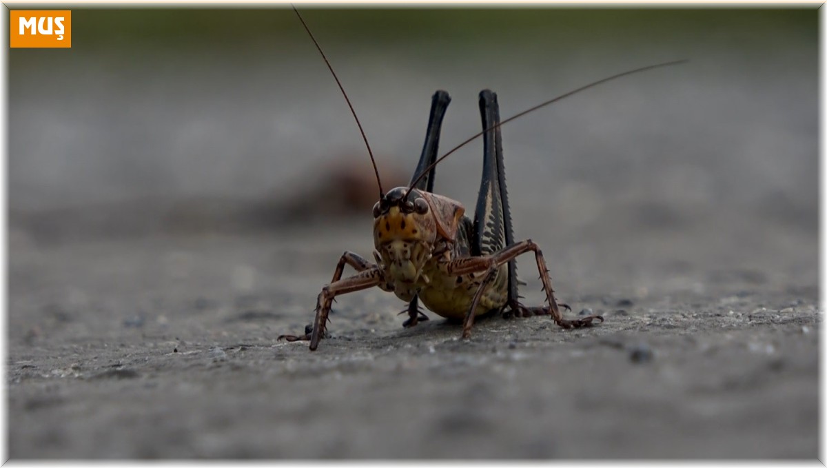 Muş'ta çalı çekirgeleri tehdidi: Ekili alanlar risk altında