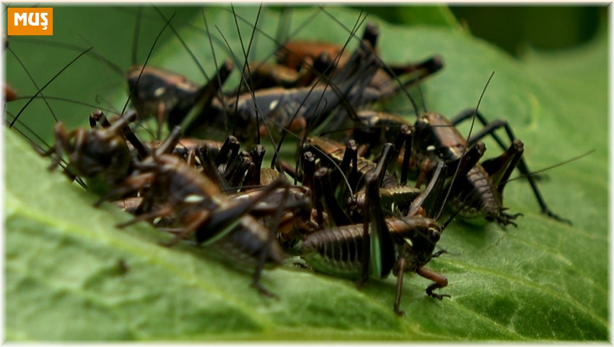 Muş'ta çekirge alarmı