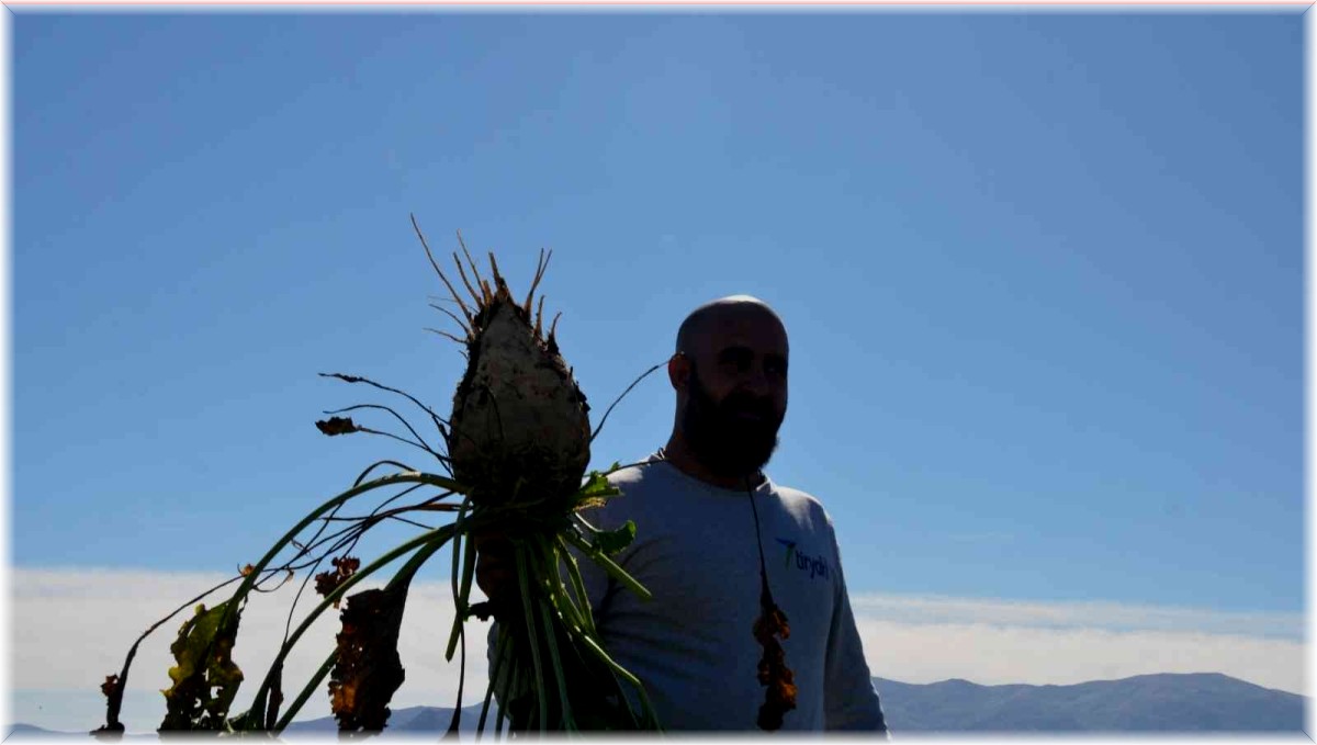 Muş'ta çiftçilerin tatlı telaşı devam ediyor