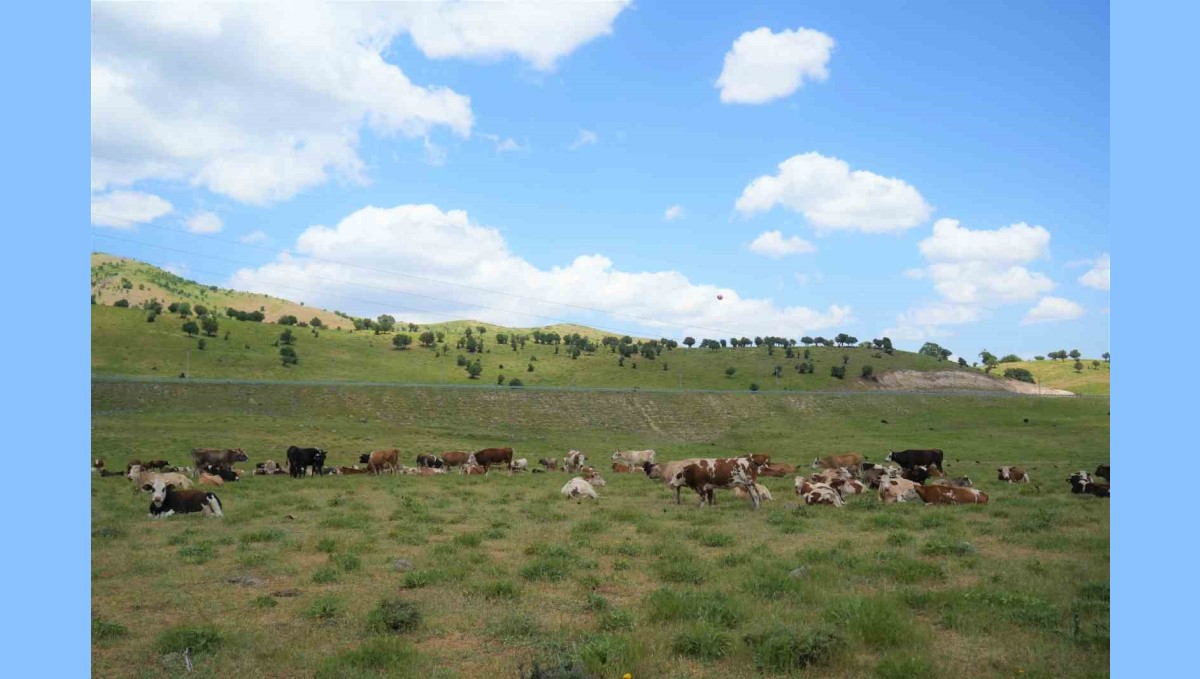 Muş'ta çoban krizi