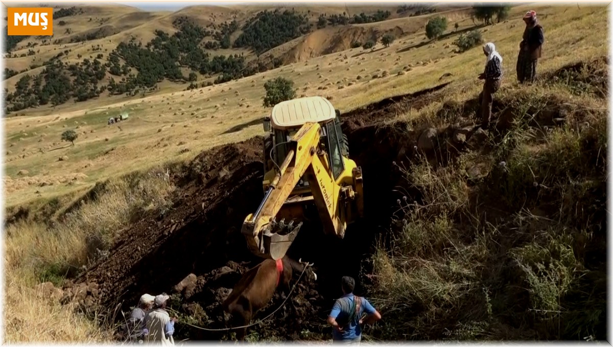 Muş'ta dereye düşen inek iş makinesiyle kurtarıldı