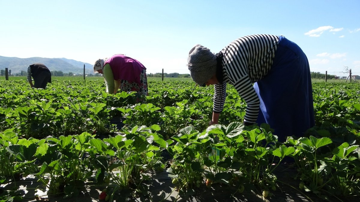 Muş'ta devlet desteğiyle kurulan çilek bahçeleri gelir kapısı oldu