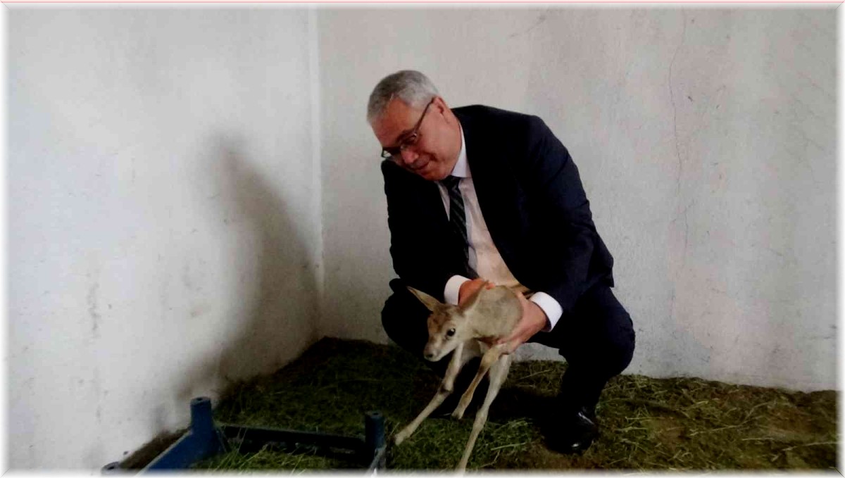 Muş'ta devlet eliyle açılan hayvanat bahçesi yerli ve yabancı turistleri bekliyor