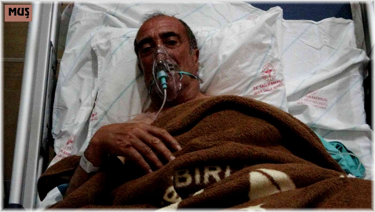 Muş'ta domuzun yaraladığı 60 yaşındaki vatandaşın yardımına jandarma koştu