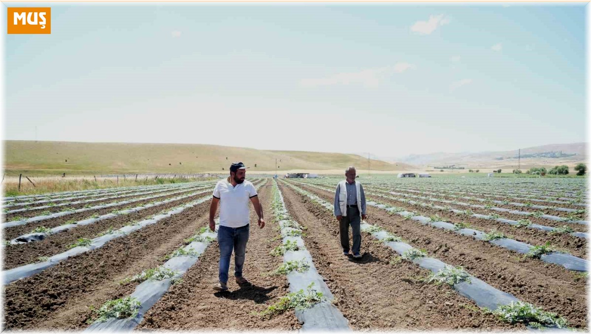 Muş'ta ekimi yapılan karpuzdan 2 milyar TL gelir bekleniyor