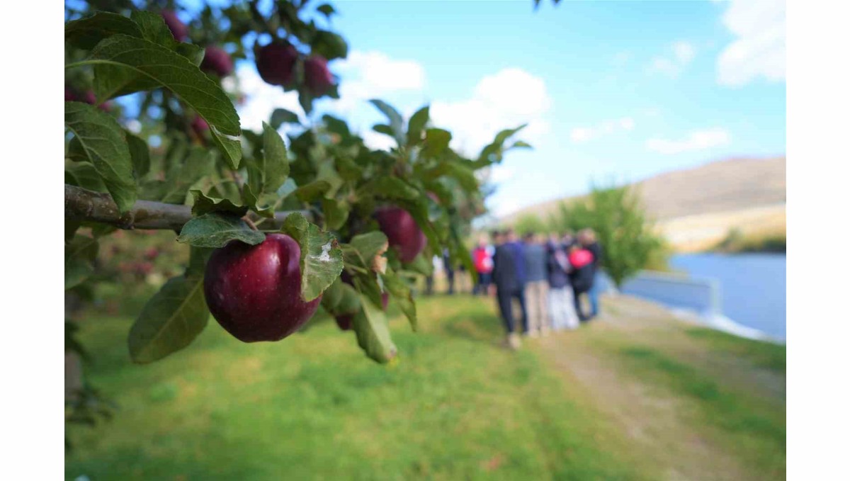 Muş'ta elma hasadından 100 milyon liralık gelir bekleniyor