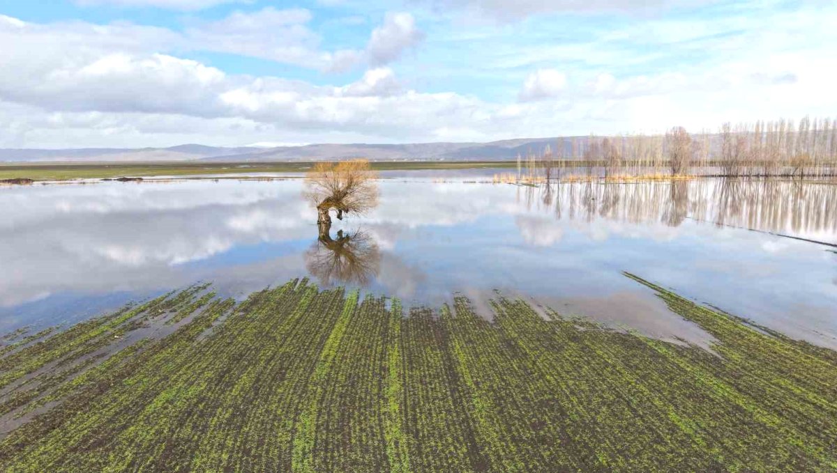 Muş'ta eriyen kar ve sağanak ovayı sular altında bıraktı