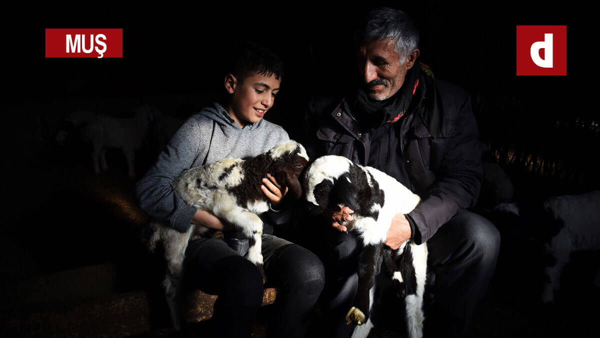 Muş'ta erken doğan kuzular besicileri sevindirdi