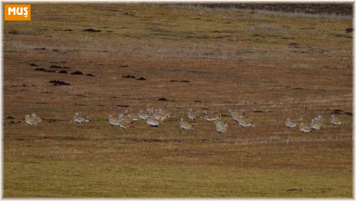Muş'ta göç etmeyen 34 toy kuşu görüntülendi
