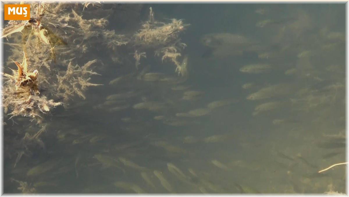 Muş'ta göl ve göletlere 3 milyon 500 bin yavru sazan bırakıldı