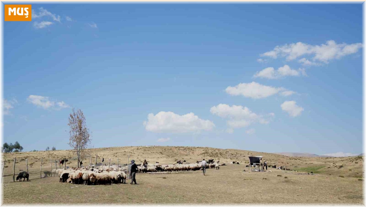 Muş'ta güneşten önce uyanan kadınların zorlu yayla mesaisi devam ediyor