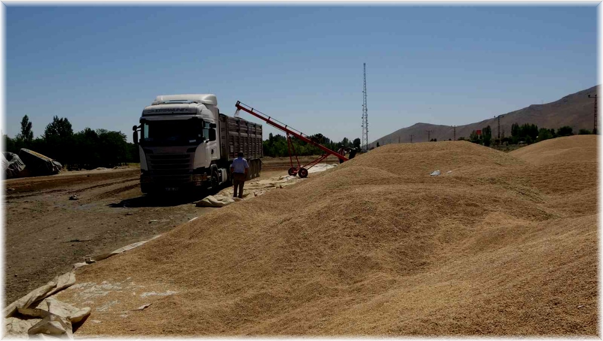 Muş'ta hasadı yapılan buğdayların satışına başlandı