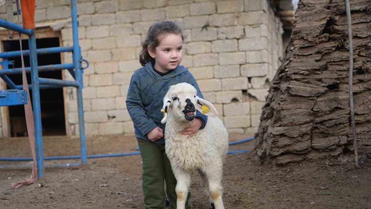 Muş'ta hayvan sayısı 1,4 milyonu aştı: 650 bin kuzu ve oğlak doğumu bekleniyor