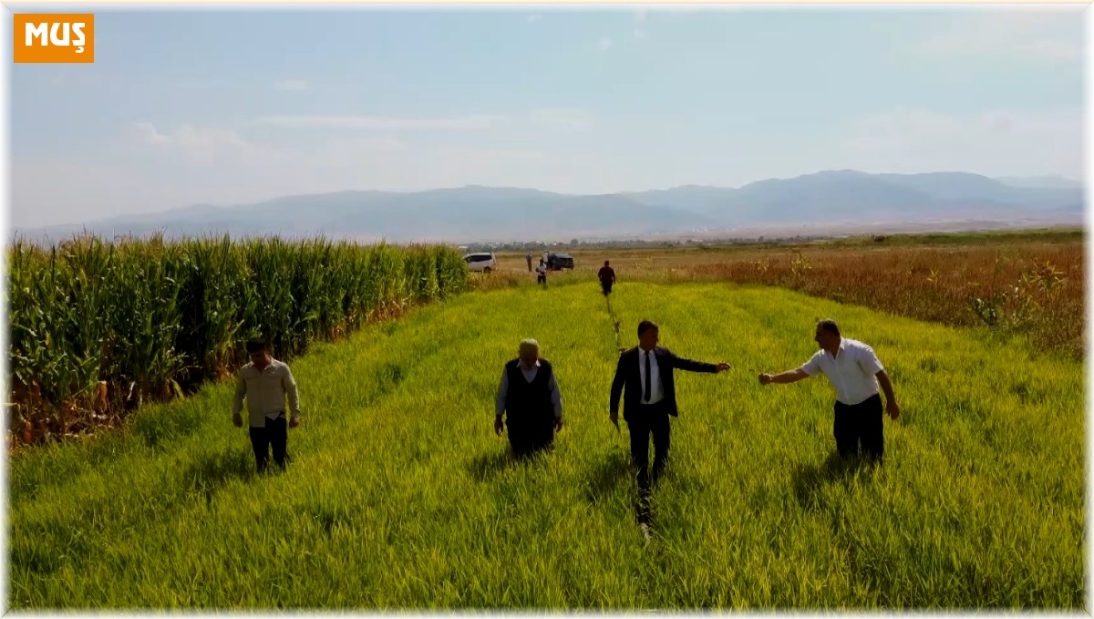 Muş'ta ilk defa deneme amaçlı ekilen pirincin hasadı öncesi son bakımı yapıldı