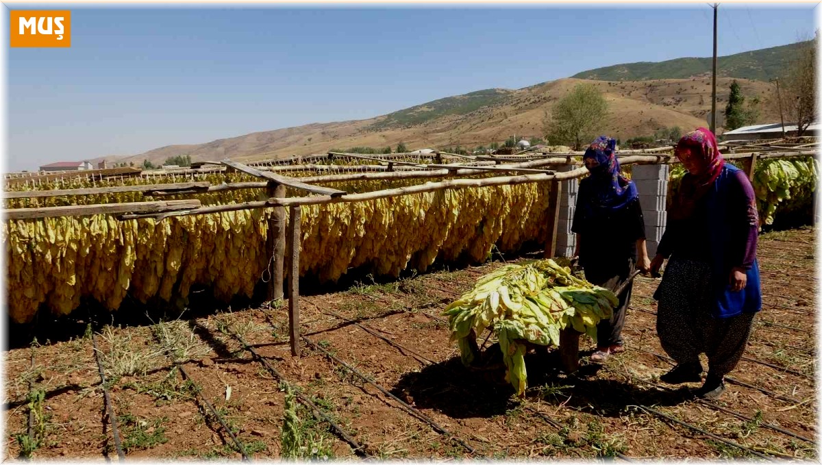 Muş'ta kadınlar çiftçilikle aile ekonomisine katkı sağlıyor