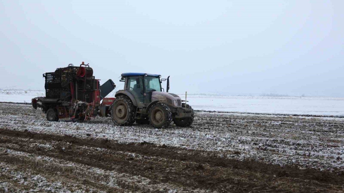 Muş'ta kar altında şeker pancarı hasadı