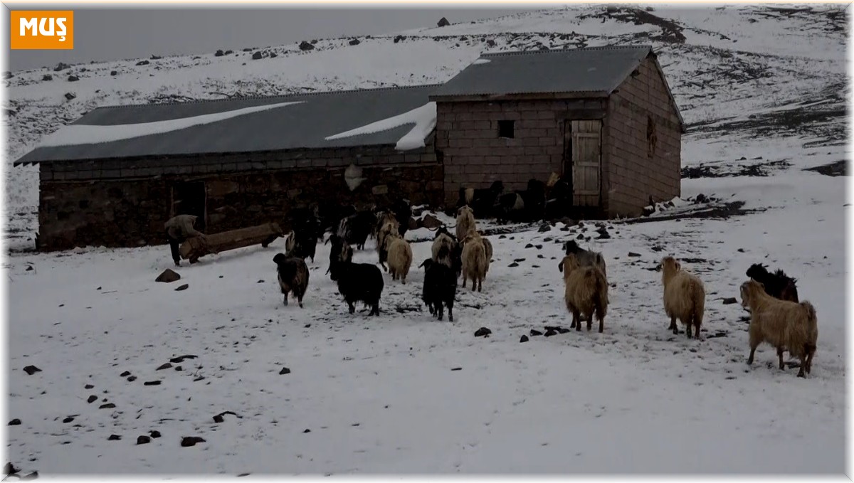 Muş'ta kar yağışı