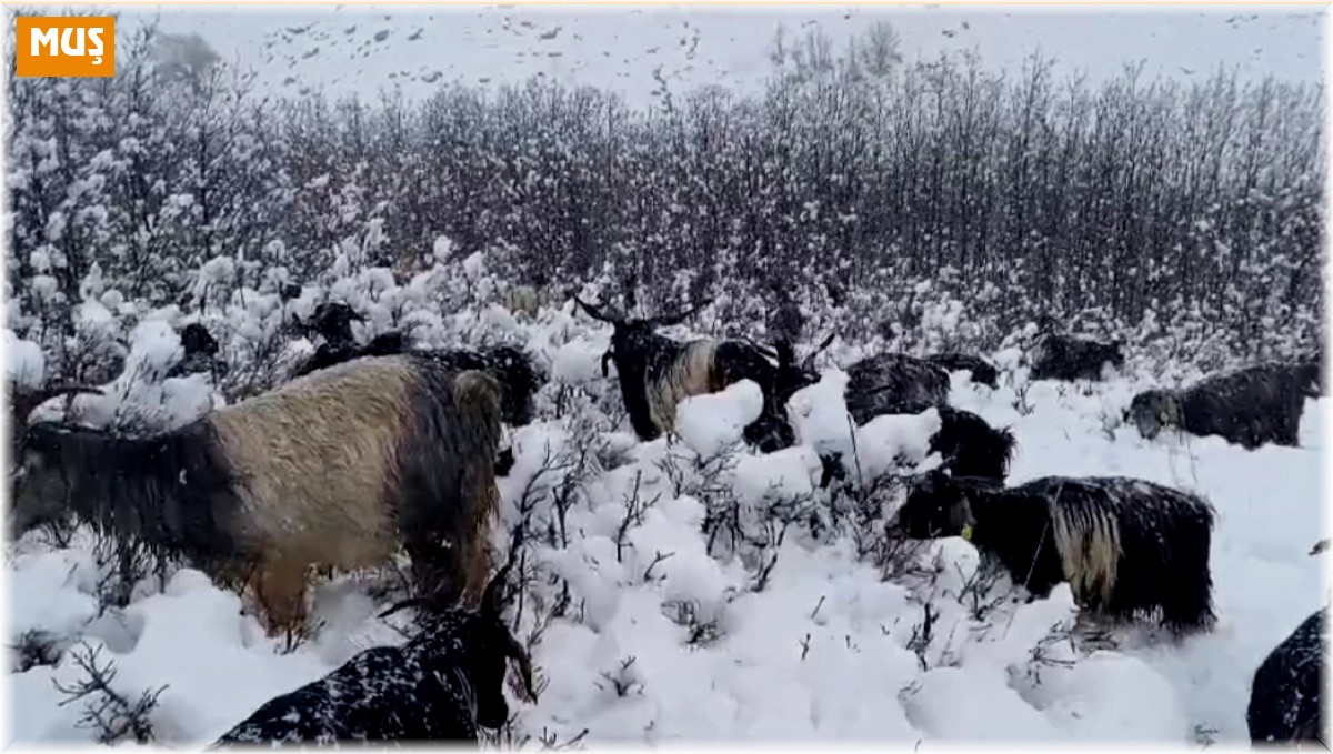 Muş'ta kar yağışına hazırlıksız yakalanan besiciler zor anlar yaşadı