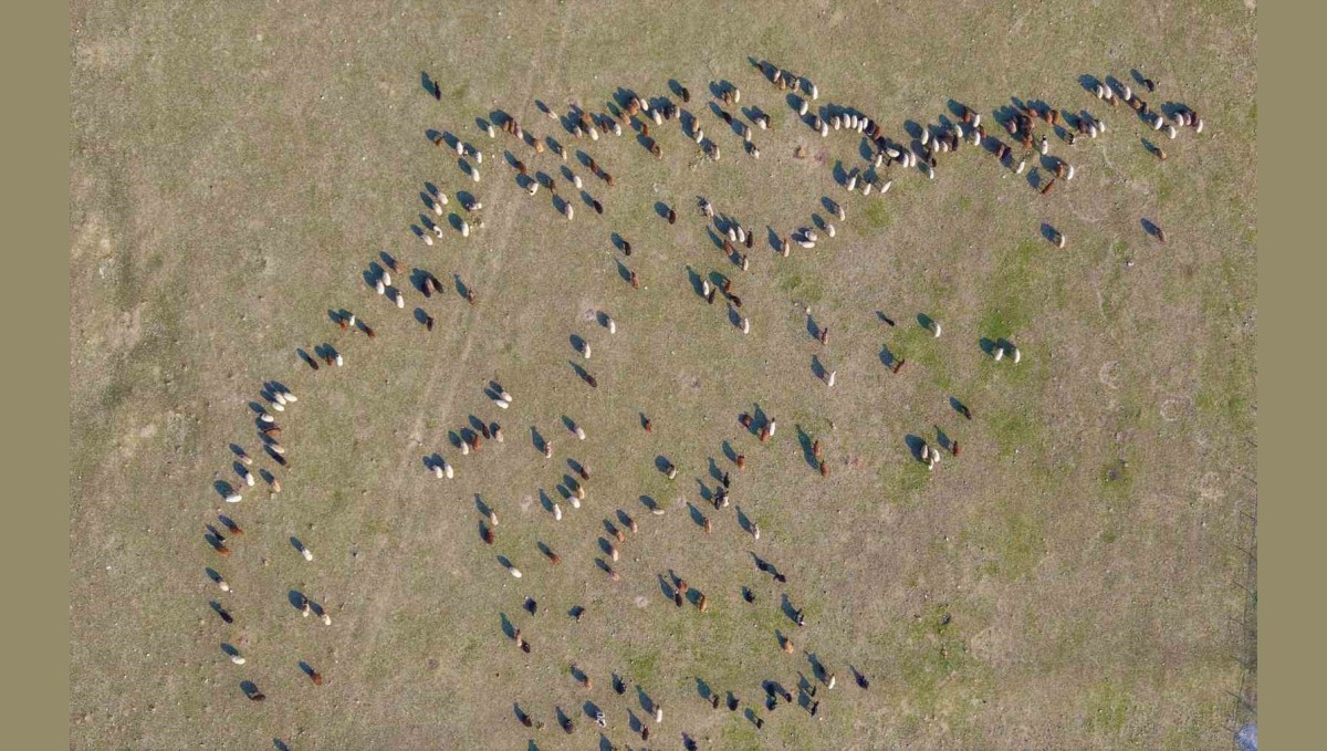 Muş'ta kar yağmayınca yem giderleri azaldı