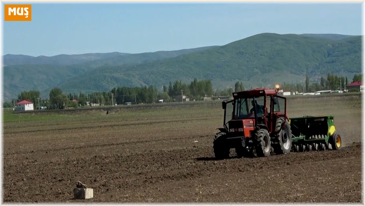 Muş'ta "karabuğday" tohumları toprakla buluştu