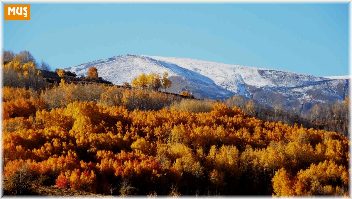 Muş'ta karlı dağlarla birleşen sonbahar güzelliği hayran bırakıyor