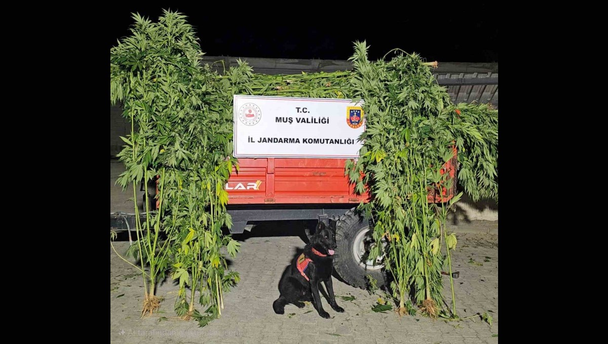 Muş'ta kenevir operasyonu: 2 gözaltı