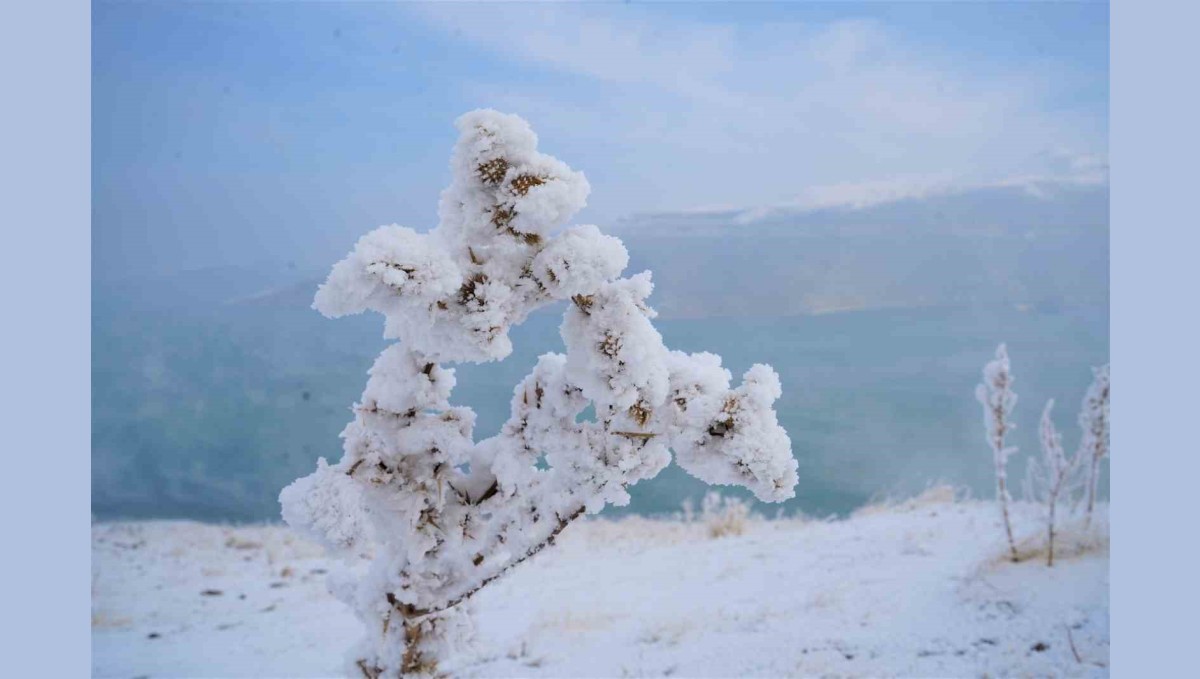 Muş'ta kırağı tutan otlar pamuk tarlasını andırıyor