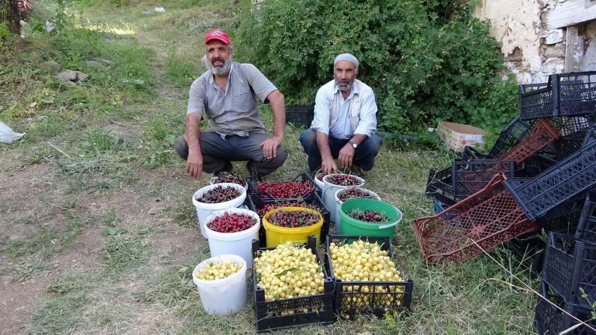 Muş'ta kiraz hasadı başladı
