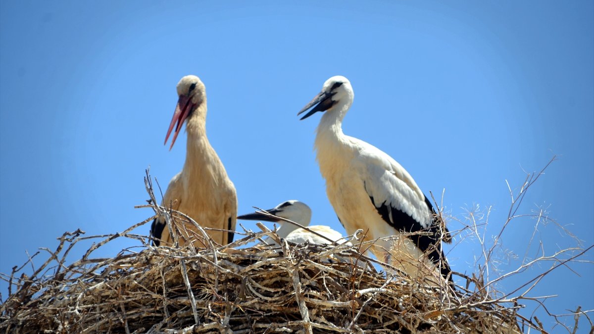 Muş'ta konaklayan leylekler yavrularını büyütüyor