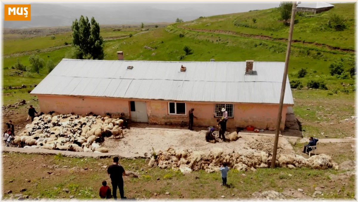 Muş'ta koyun kırkma mesaisi başladı