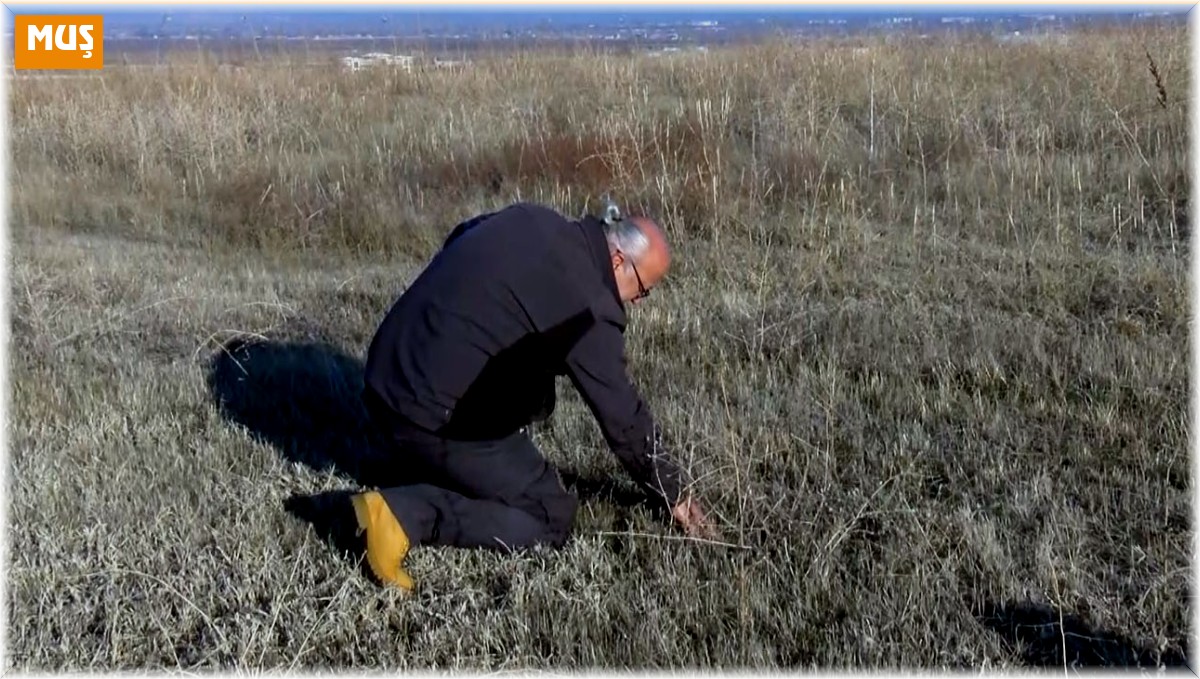 Muş'ta kuraklık endişesi