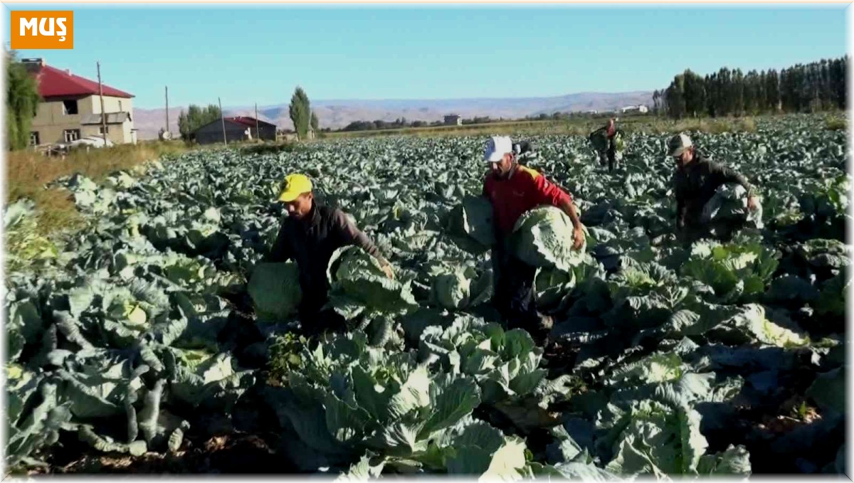 Muş'ta lahana hasadına başlandı