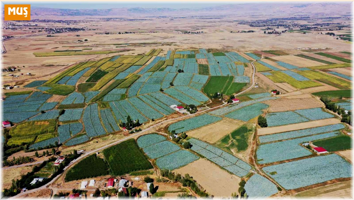 Muş'ta lahana hasadından ülke ekonomisine 35 milyon lira katkı bekleniyor