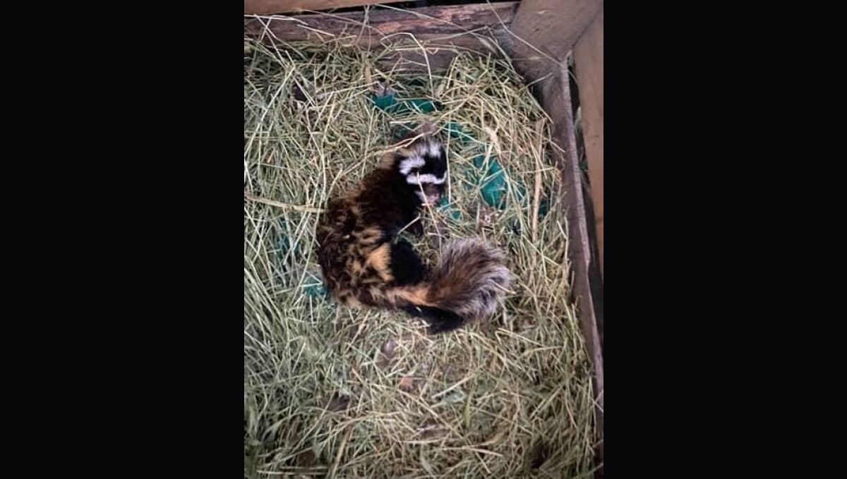 Muş'ta nesli tehlike altındaki 'alaca sansar' görüntülendi